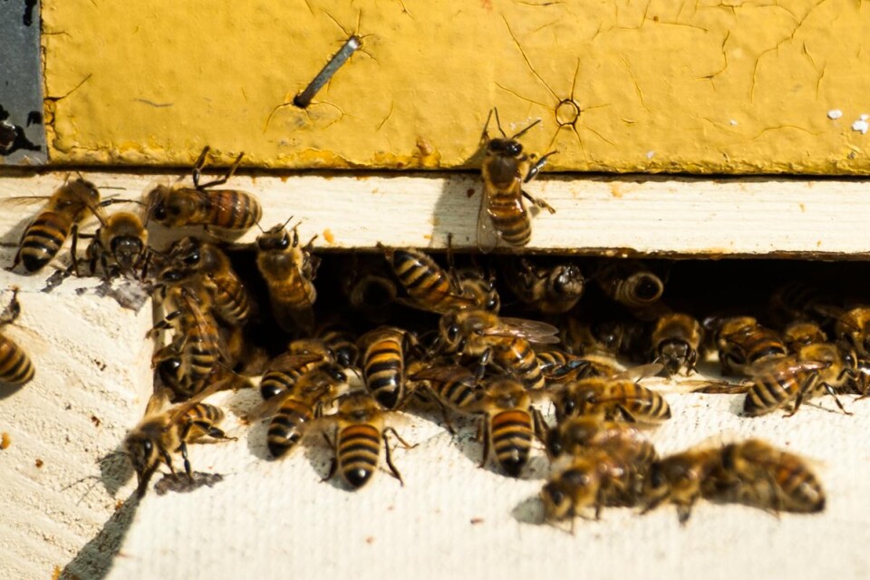 Inför våren och sommaren vill Biodlarföreningen i Älmhult ha förbättringar när det gäller skötseln av kommunens grönytor. Det för att underlätta binas pollinering. Foto: Peter Ottosson