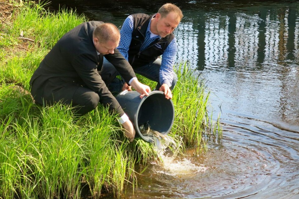 Kommunalrådet Roger Fredriksson och Ulf Sill, chef för Kronolaxfisket, hjälps åt att sätta ut de allra första öringsmolten i Ronnebyån. Foto: Ann-Marie Andersson