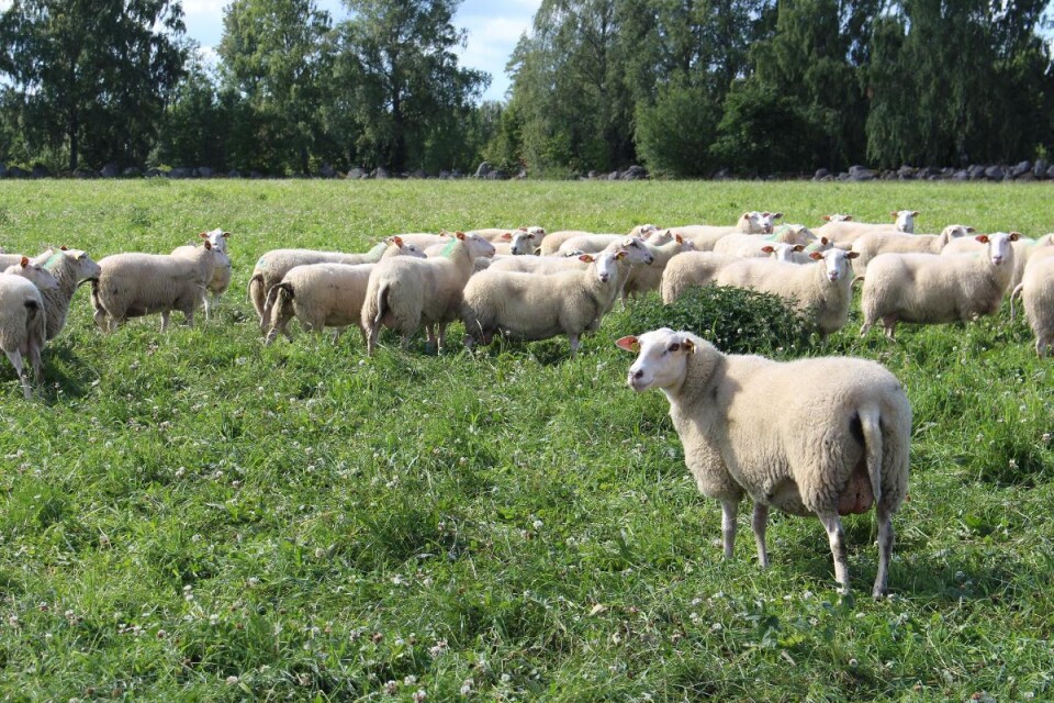 På gården finns drygt 200 lamm, 3 fårbaggar och 110 fårtackor, varav cirka 85 tackor mjölkas.