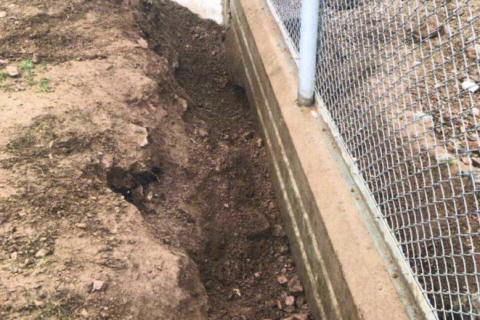 Bild från förundersökningen som visar hålet där björnarna hade grävt sig under staketet och på så sätt kommit in i hägnet där djurskötaren och den besökande familjen befann sig.
