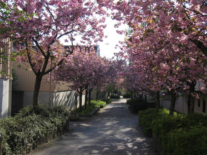 Ann Kierdorf har fotograferat den vackra allén av japanska körsbärsträd på Berzeliigatan i Borås den 8 maj.