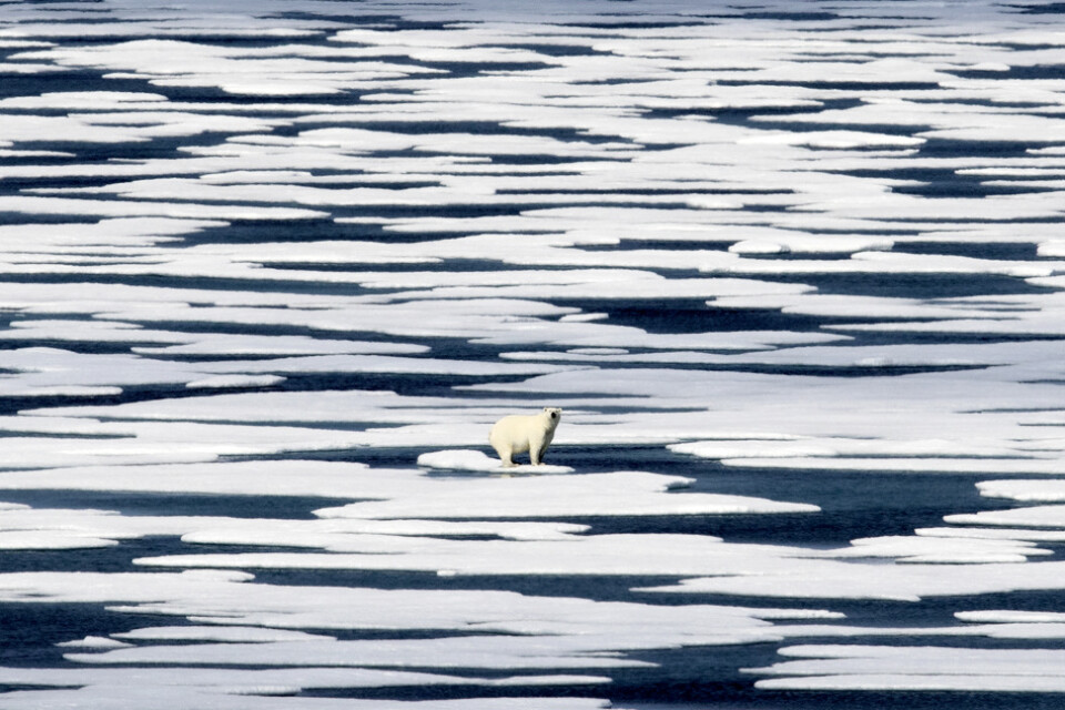 En isbjörn på ett isblock i Franklinsundet, Kanada. Arkivbild.