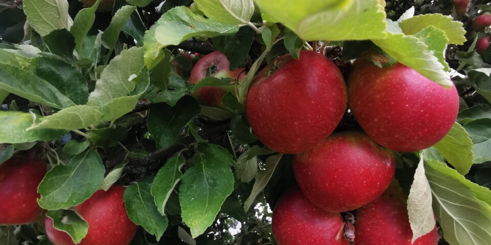 Läsarbild: ”En härlig bild på mina föräldrars äppelträd”