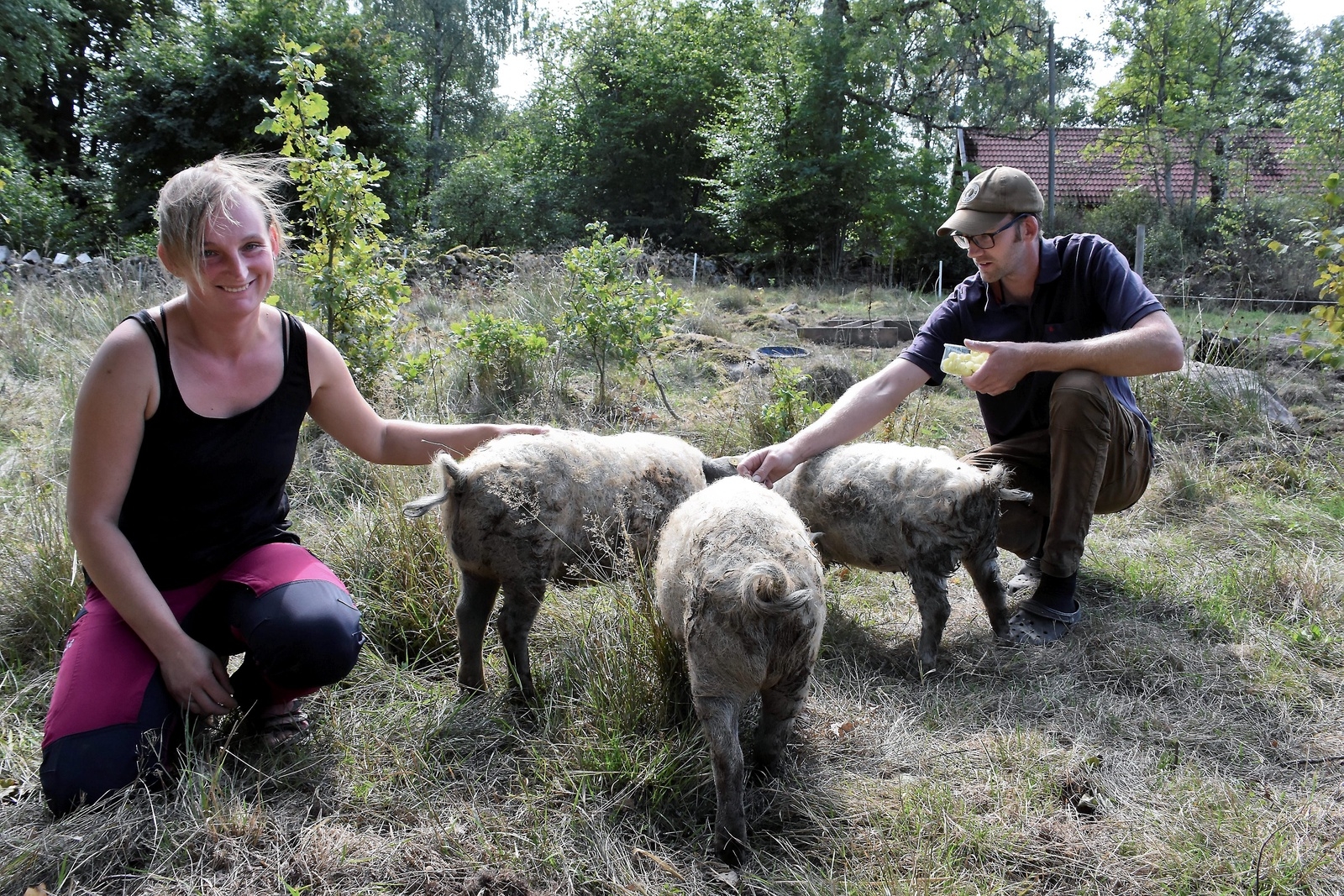 Mangalitsa eller ullgrisar på svenska finns också på gården. Fåren har krullig päls precis som fåren. Foto: Helén Fingalsson