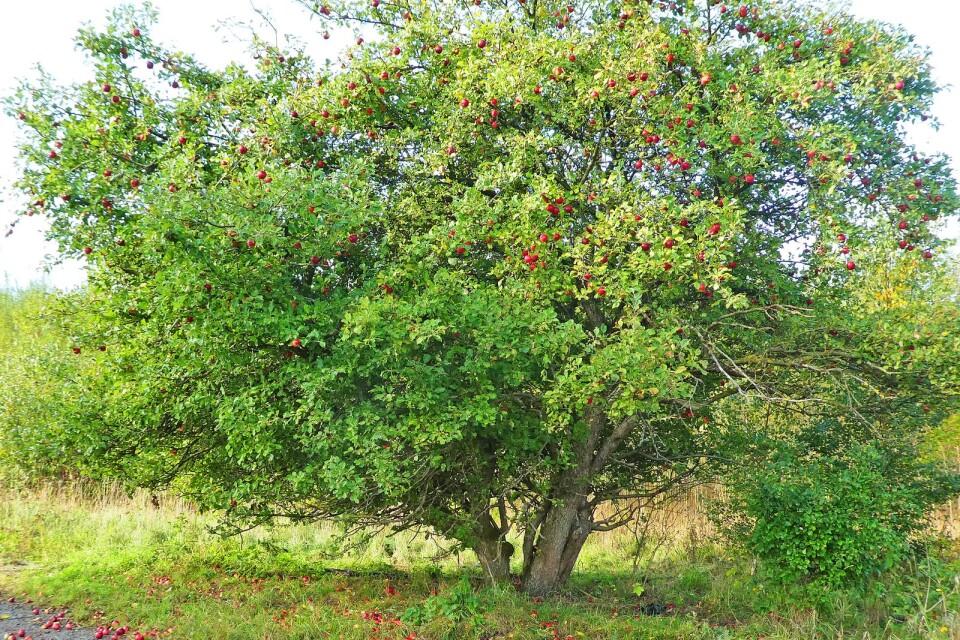 De röda äpplena gör sig mot det gröna lövverket.