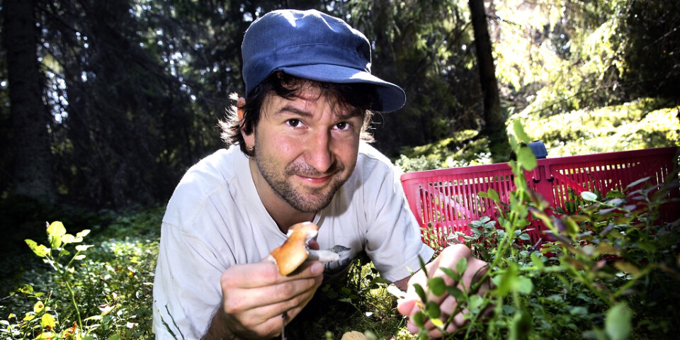 Mykologen Michael Krikorev driver bland annat en svampguide på nätet. Arkivbild.