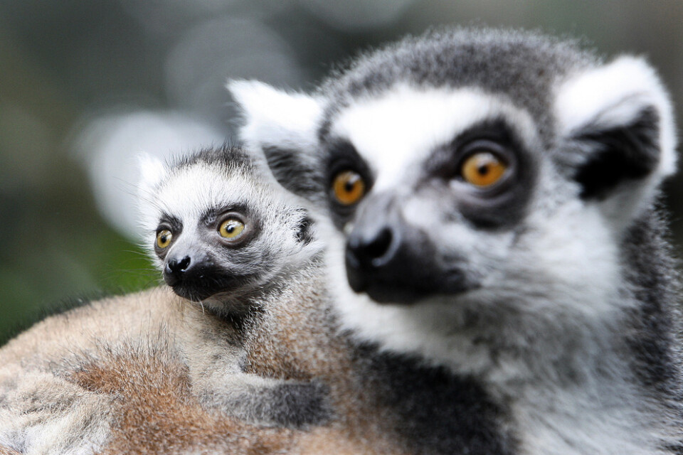 Lemurer och apor som lever i träd har visat sig tillbringa mer tid på marken i samband med att naturen och miljön förändras på grund av bland annat skogsavverkning. En risk menar forskare. Arkivbild.