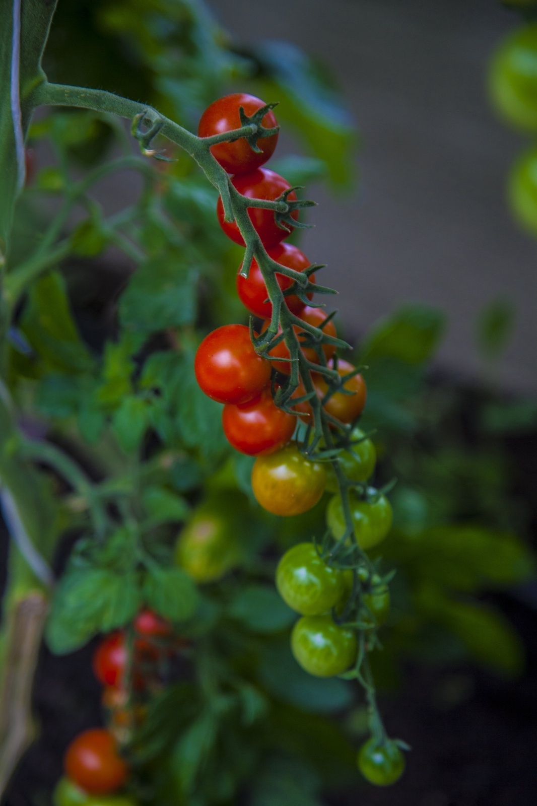 I Wij Trädgårdars växthus frestas vi av alla tomat- och chilisorter.