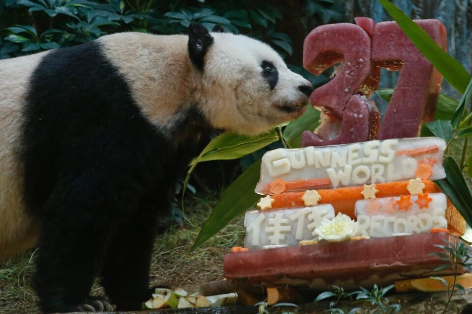 Pandan Jia Jia, nyinflyttad till Hongkong från det kinesiska fastlandet, fyller 37 år. Det gör henne till världens äldsta panda i fångenskap vilket firas högtidigt med en is- och fruktkaka. Jia Jia föddes i Kina 1978 - samma år som Deng Xiaoping tog mak