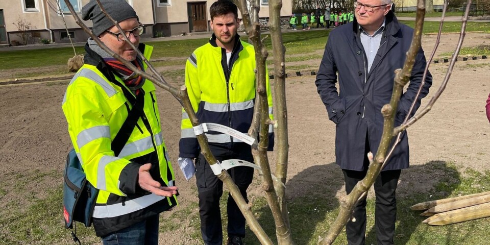 Nya fruktlundar med äppelträd planteras runtom i Kalmar