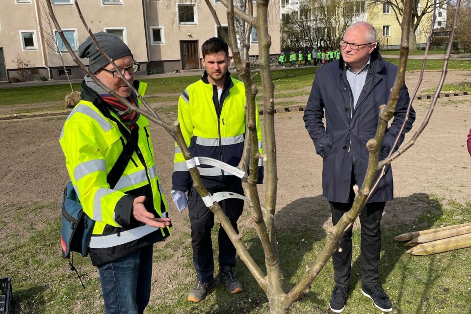 Anders Linder, Per André och Peter Akinder bakom ett nyplanterat äppelträd av sorten transparente blanche. Bilden är tagen när en fruktlund planterades i Sandås våren 2021.