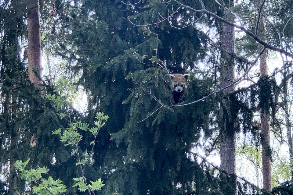 Den röda pandan Arjun, som klättrade ut ur sin anläggning på Kolmården natten till måndagen, återfanns i det här trädet.