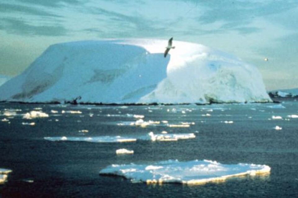 Att isbergen smälter och vattennivån stiger innebär inget annat än att vi får flytta högre upp på stränderna. Men den istid som kommer betyder att Norden täcks av ett tjockt lager is och då återtstår inget annat än att flytta söderut. Fast det dröjer förstås ?