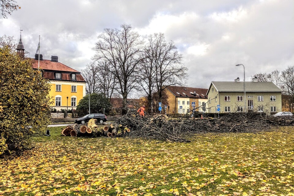 ”Detta lovtal är min hyllning till träden som var en viktig del av Riksdagsmannagården i Alvesta”, skriver Catharina Malmberg-Snodgrass.