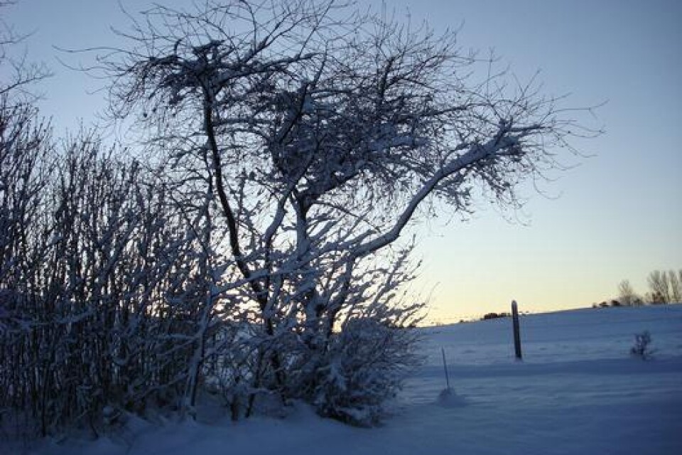 Den första vinter morgonen 2009 vid Löderups Strandbad.