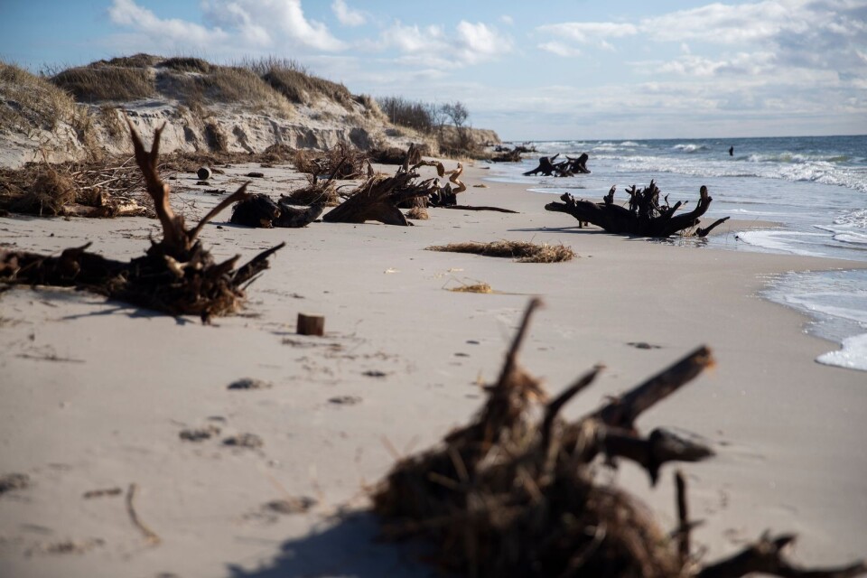 Rotsystem från gamla träd har kommit i dager när sanddynerna har blivit vågornas rov.