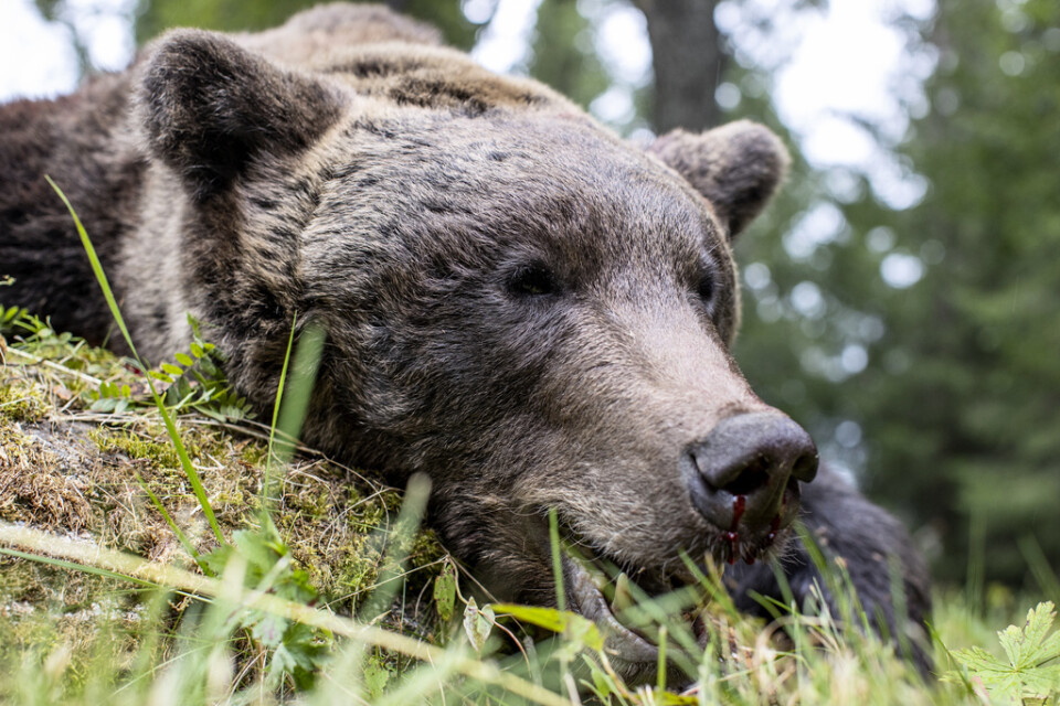 I år får 140 björnar skjutas under licensjakten i Gävleborgs län. Arkivbild.