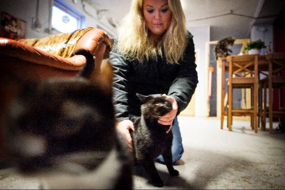 Här håller Joanna Traneheim i en av de mer sociala katterna. Svarte Petter.Foto: Tommy Svensson Många av katterna lider av kattsnuva och får penicillin.