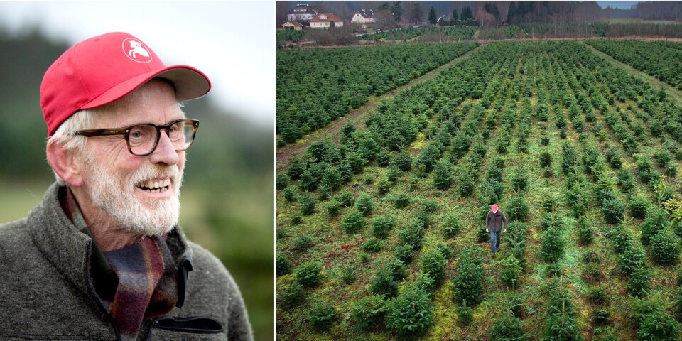 Julgransodlaren Johan, 70, har 60 000 (!) granar: ”Den är viktig”