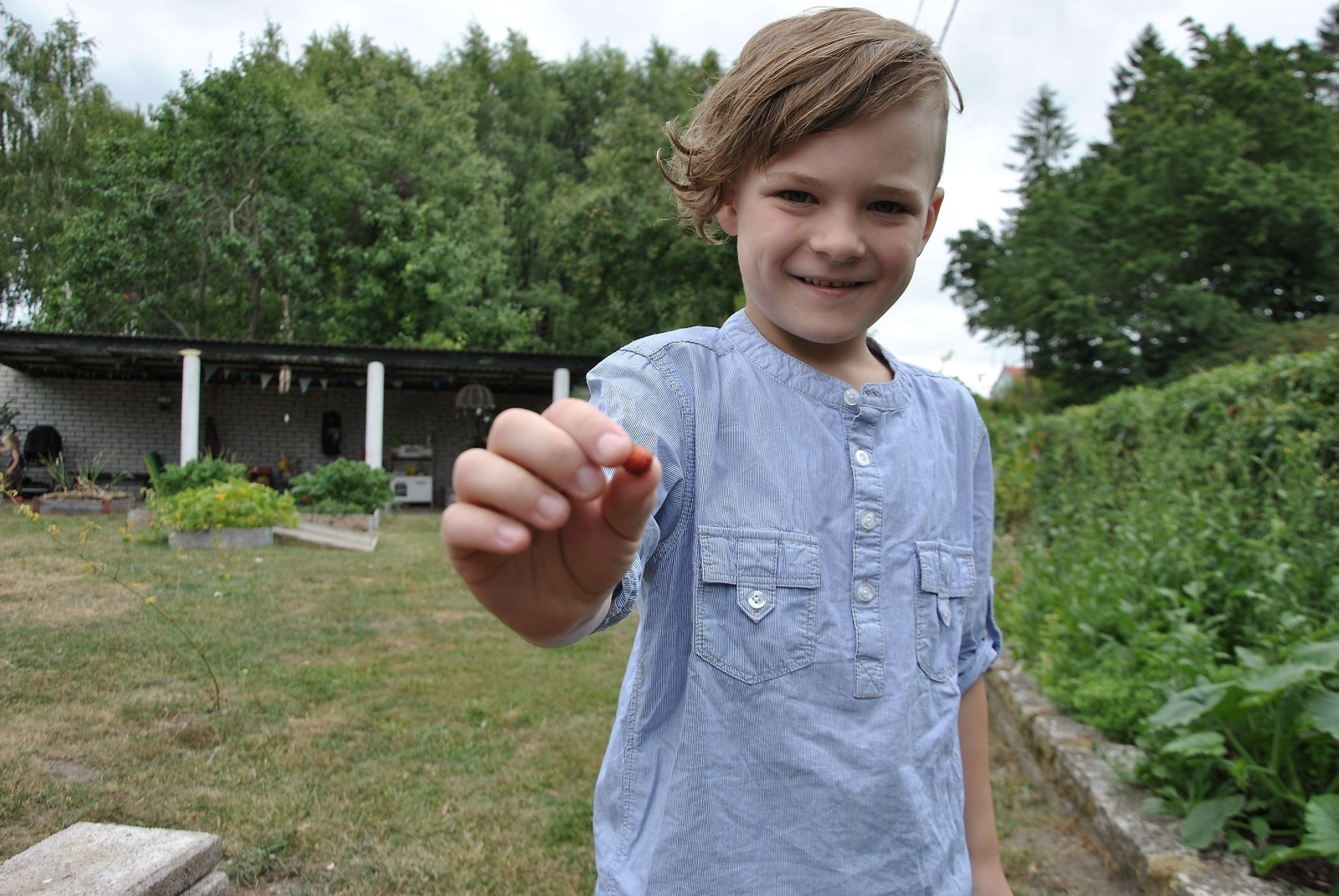 – Här! Ta en jordgubbe, säger Alfred Bjerke. Foto: Adrian Ericson
