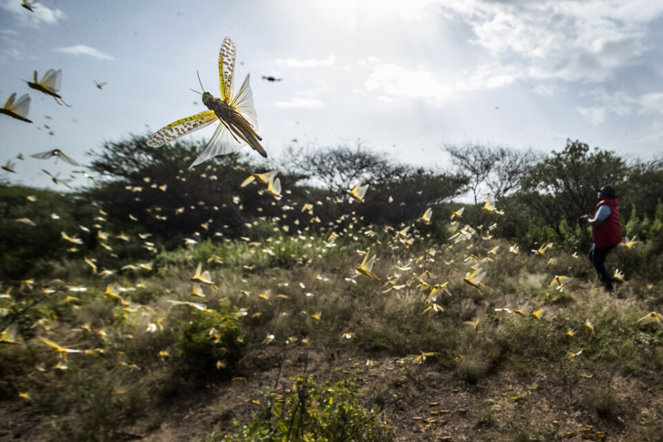 Östafrika upplever just nu den värsta invasionen av gräshoppor på ett kvarts sekel. FN:s livsmedels- och jordbruksorgan FAO ska testa drönare i kampen mot gräshopporna, som ödelägger de marker där de sveper fram. Arkivbild.