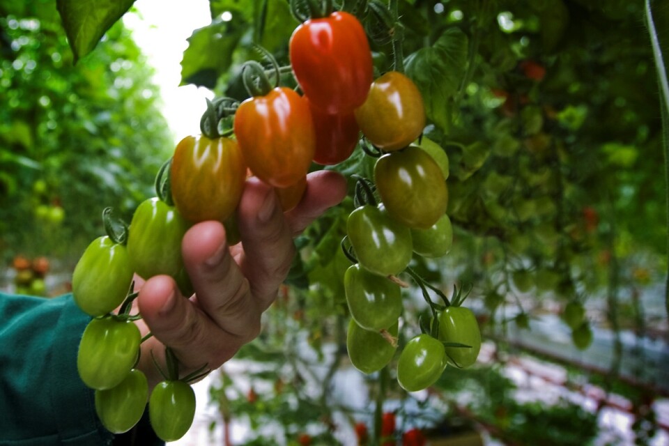 Tjuvarna fick med sig totalt 20 tomatplantor, 15 bärbuskar och tre fläderträd från kommunens växthus. Foto: Arkivbild