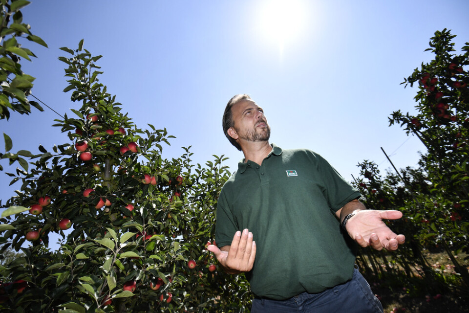 Jan Flemming Jensen, odlingschef Kiviks Musteri, bland träden med Discovery-äpplen på Solnäs Gård utanför Lund år 2018. Arkivbild.
