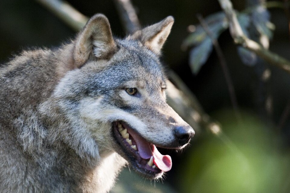 There are about 320 wolves in Sweden.