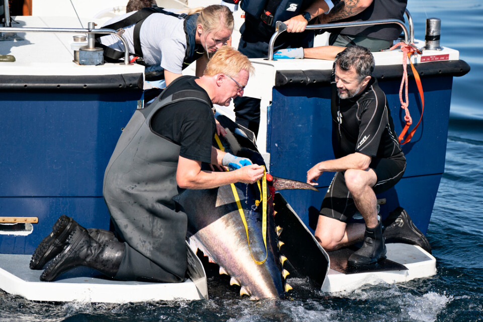 Danmarks kronprins Frederik (till höger) fick vara med när en blåfenad tonfisk skulle märkas utanför Skagen förra året. Arkivbild.