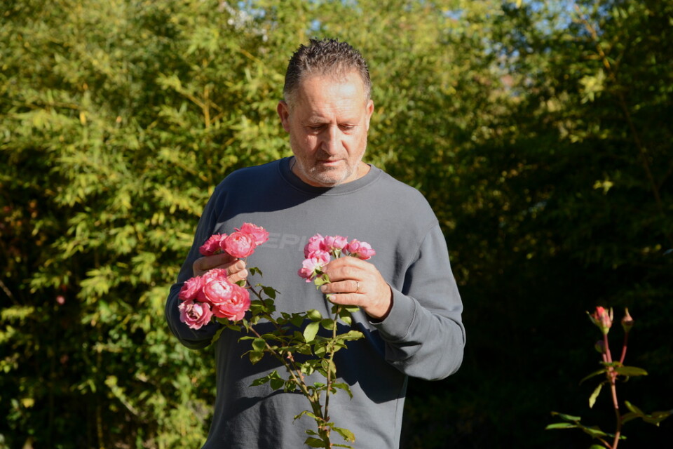 Antonio Marchese inspekterar rosplantorna i trädgården till Villa Nobel i Sanremo. Här har man valt att plantera den djupt rosa Nobelrosen.