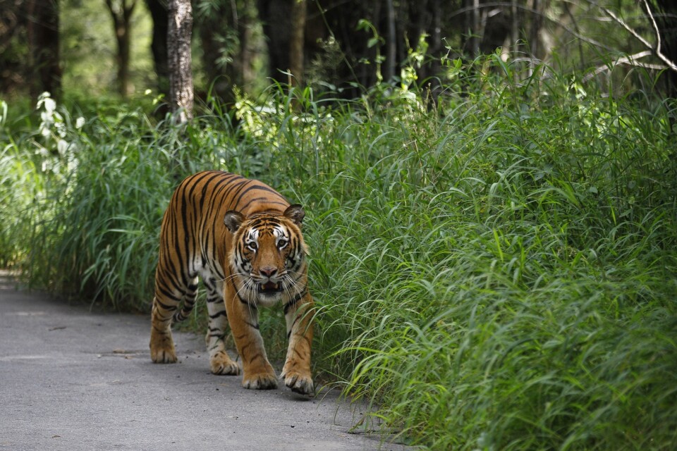 En bengalisk tiger i nationalparken Bannerghatta söder om indiska Bangalore. Tigern på bilden har inget med texten att göra. Arkivbild.