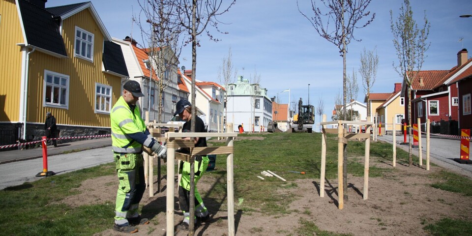 Under onsdagen började kommunens personal att plantera de nya träden i den blivande allén på Ekholmen.