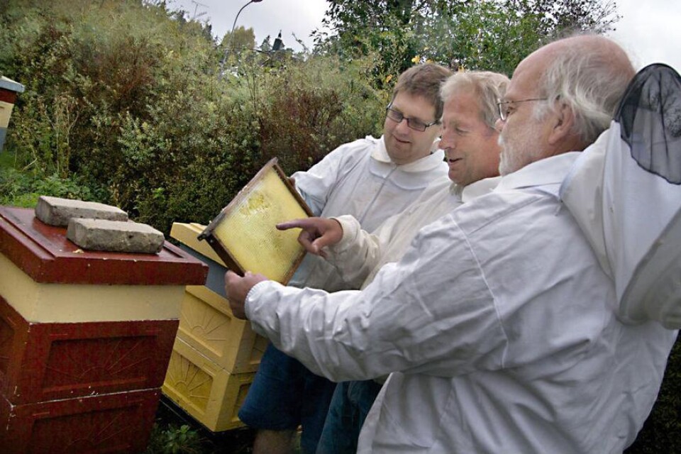 Besiktigar Michael Johansson, Stig Karlsson och Rolf Svensson besiktigar en av Stigs honungsramar. Skyddsdräkterna är förstås på.
