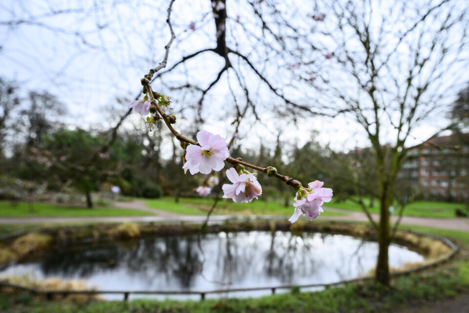 Körsbär i blom i Botaniska trädgården i Lund. "Det är helt i otakt", säger föreståndare Bente Eriksen.