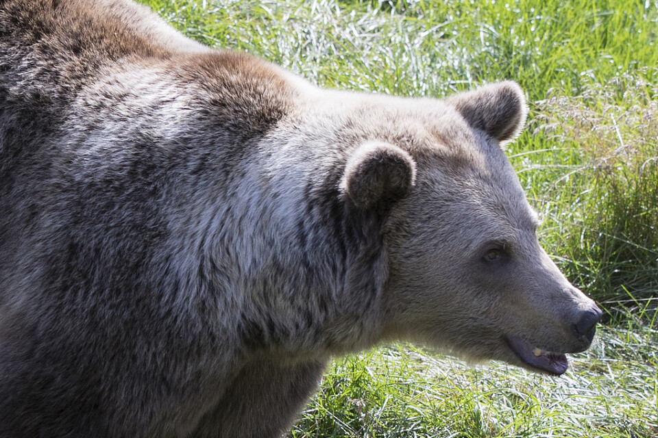 En björnhona och två ungar som har rört sig i Los i Ljusdals kommun har skjutits. Björnen på bilden har inget med texten att göra. Arkivbild.