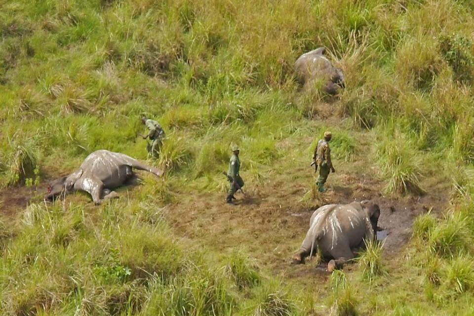 Tre viltvårdare och en parkvakt sköts ihjäl när de stred mot tjuvskyttar i Garamba nationalpark i Kongo-Kinshasa. Skotten föll när männen, som alla var en del av en tio personer stor vaktgrupp, spårade ett halsband från en död elefant till ett läger för