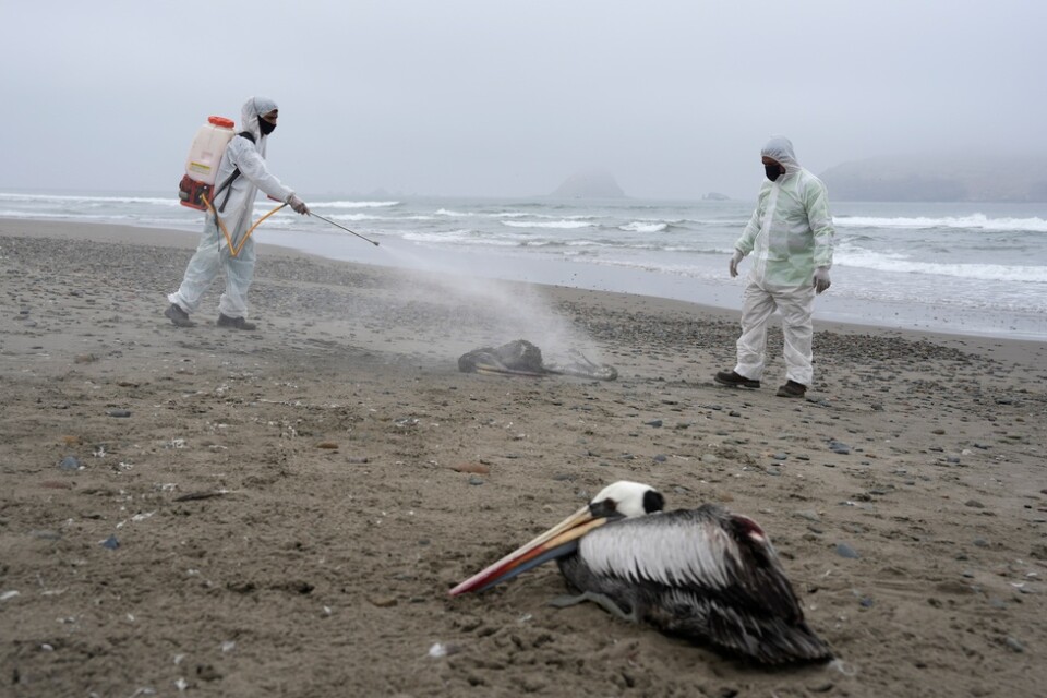Döda pelikaner desinficeras på en strand i Peru efter ett stort utbrott av fågelinfluensa förra året. Arkivbild