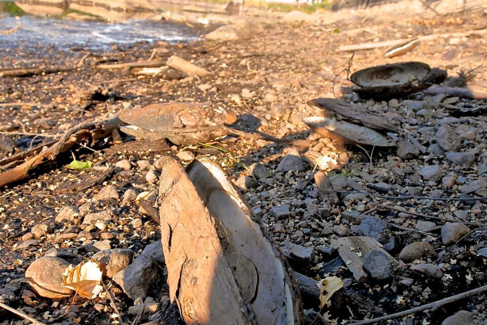 Döda musslor, troligen flodpärlsmusslor, har spolats upp på land längs torrlagda vattendrag vid Nötån. Foto: Fredrik Loberg