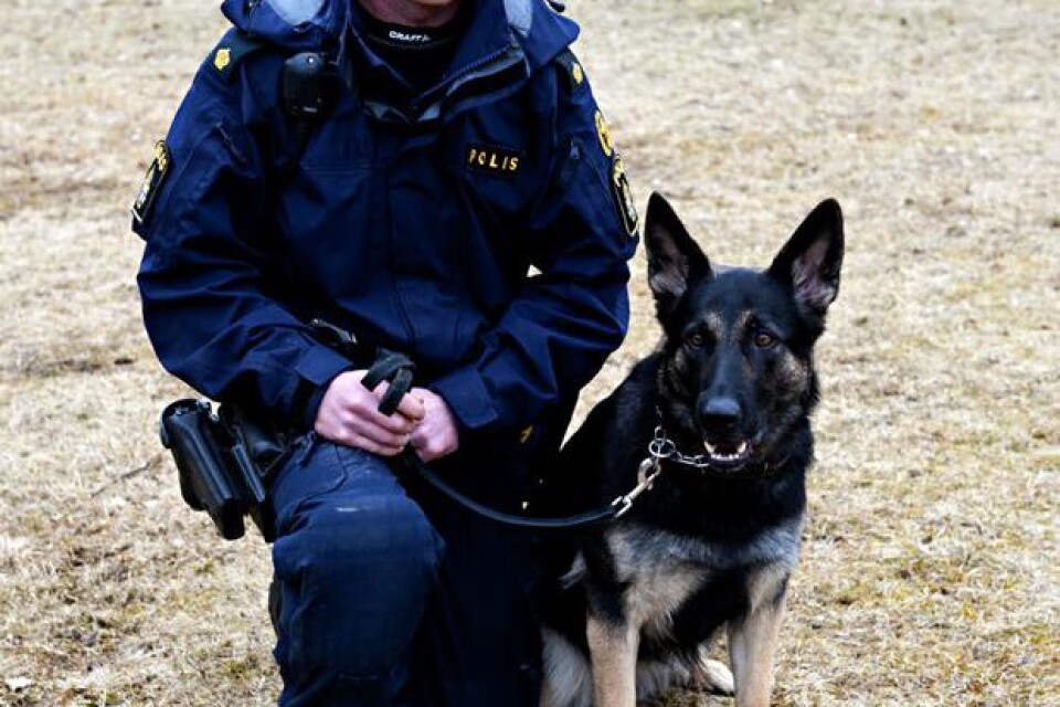 Försvarsmaktens Fancy: 2 år, schäfer, patrull. Hundförare är Andreas Johansson.