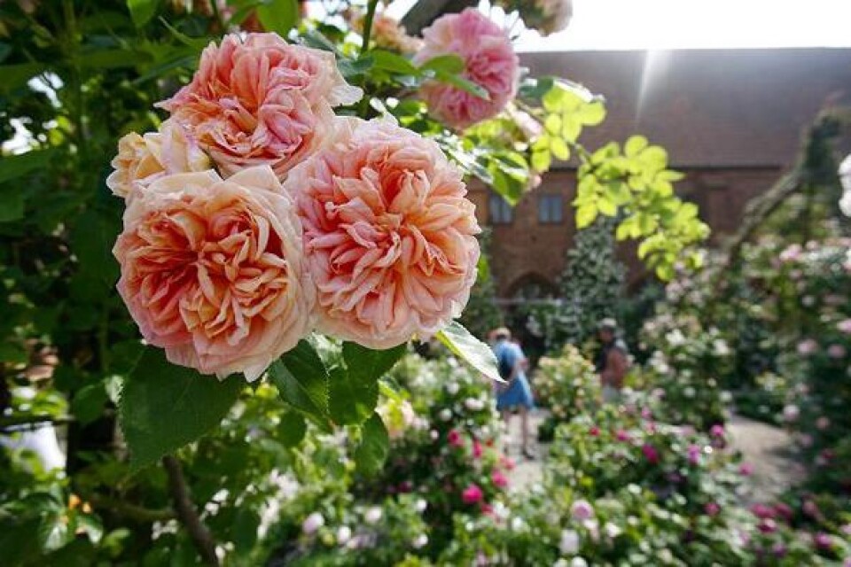 Rosenträdgården vid klostret står just nu i full blom. Hur länge de väldoftande rosorna kommer hålla i sig hänger dock på vädret. I sol och värme kan blomningen vara över på bara några veckor. bild: Mia Bobzow