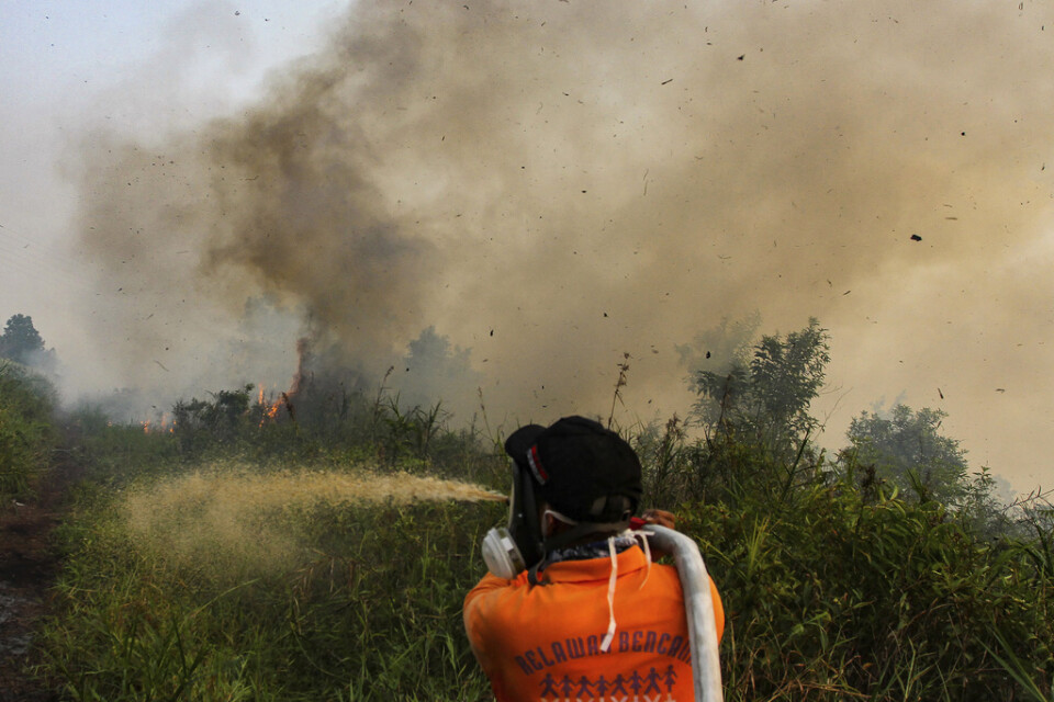 Brandmän kämpar med att släcka en brand i provinsen Riau på mellersta Sumatra i Indonesien.