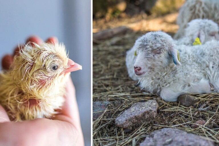 Tillökning i Stensjö by: Lammungar, nykläckta kycklingar och kalvar
