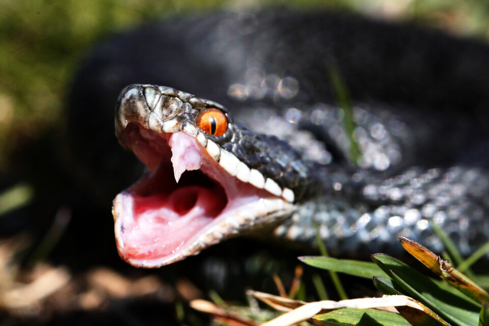 Huggormen är en av de få ormar som lever i vilt tillstånd i Sverige och den enda av dem som är giftig. Arkivbild.