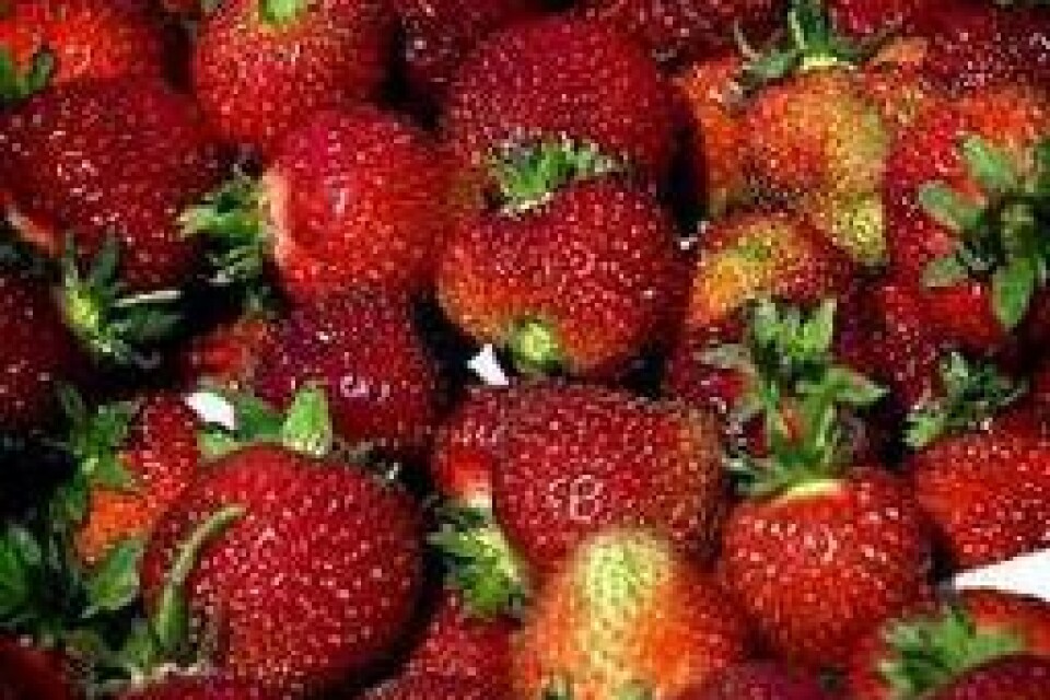 Small till i värmen. Igår började jordgubbarna att mogna för fullt. Priserna ligger fortfarande runt 35-40 kronor litern.