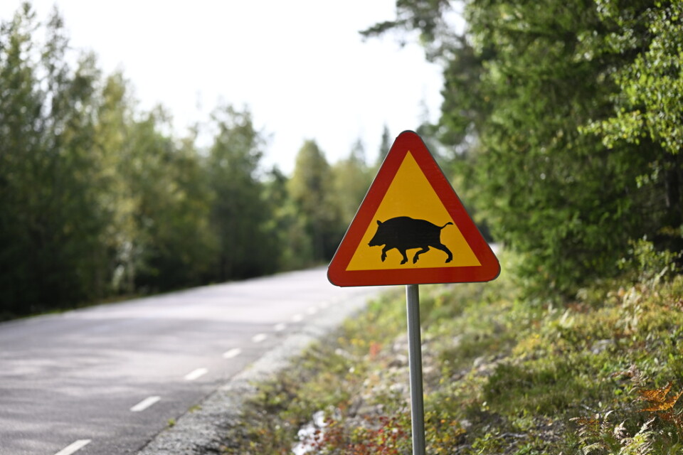 Risken är liten att svinpest ska föras över från Sverige till Danmark, anser Fødevarestyrelsen.