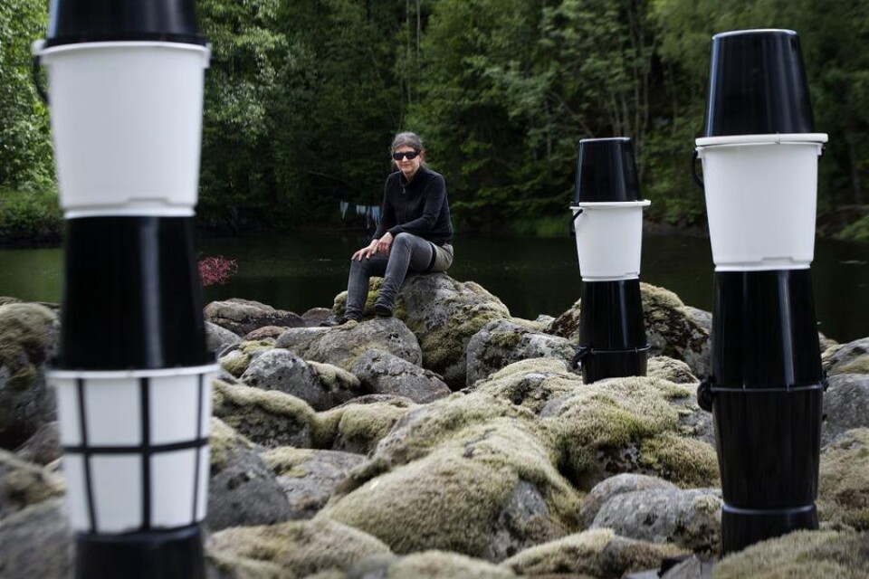 Karlshamnskonstnären Anita Larssons Span(n)are, på stenfältet som sticker ut i Bräkneån, i höjd med Gummagölsmåla.