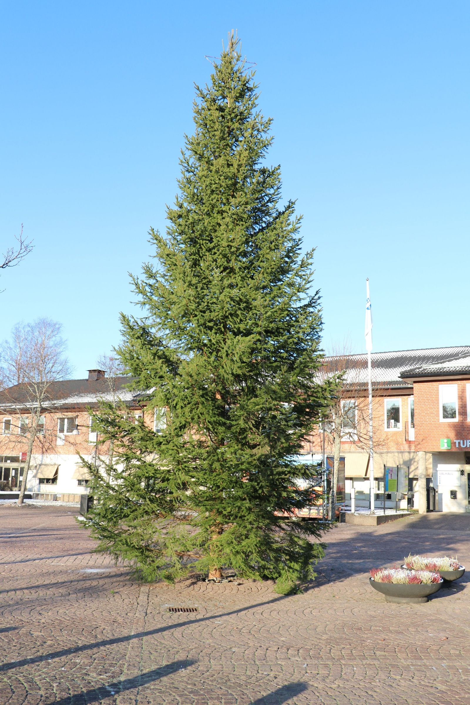 HULTSFRED: Årets julgran på Stora Torget i Hultsfred, har vuxit upp i myllan på fastigheten Hultåsa, söder om orten. Man behövde inte be om lov efter det är kommunens egen mark.