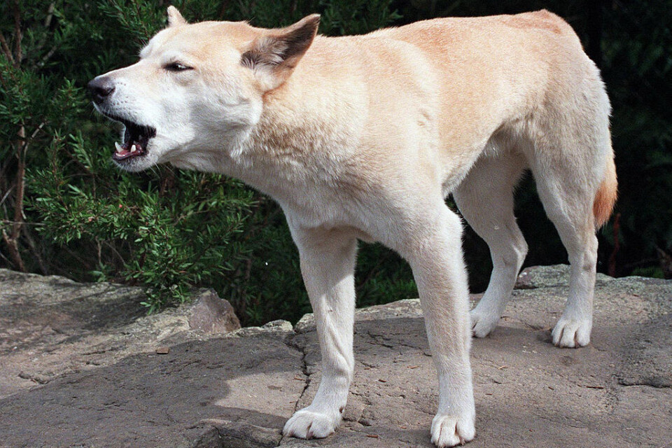 En vild dingo. Den australiska vildhunden är fridlyst på Fraserön men nyligen avlivades två djur efter attack mot människor. Arkivbild.