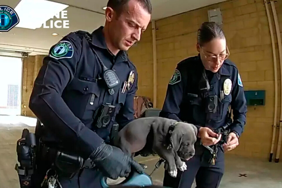 En valp som misstänks ha kommit åt sin ägares fentanyl och fått i sig en överdos räddades av polisen i Irvine, Kalifornien.
