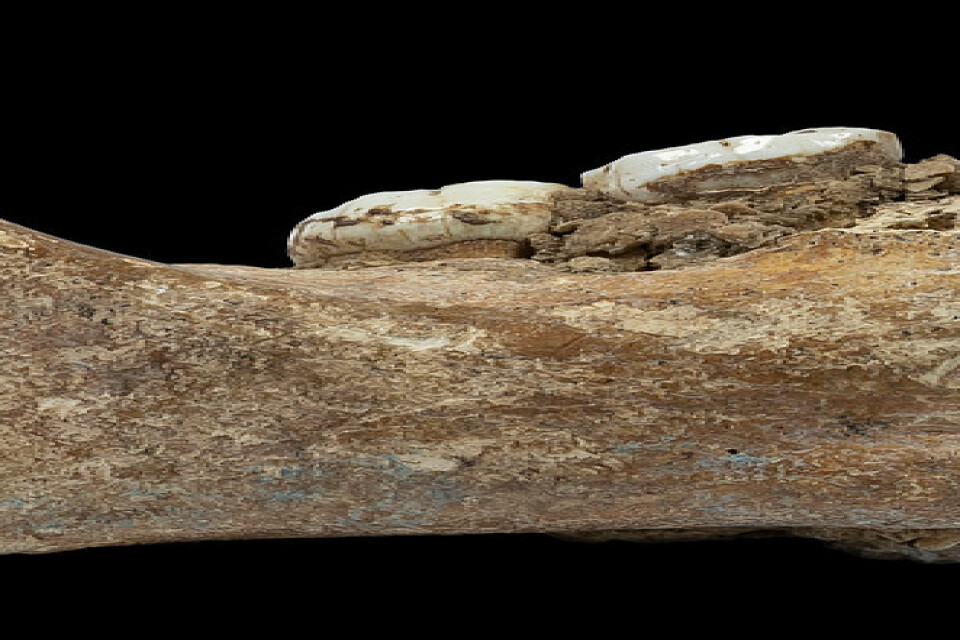 År 1980 hittades en bit av en käke i en grotta på den tibetanska högplatån av en munk. Nu visar analyser att käken en gång tillhörde en denisovamänniska. En numera utdöd människoart som levde i delar av Asien under samma period som neandertalmänniskan.
